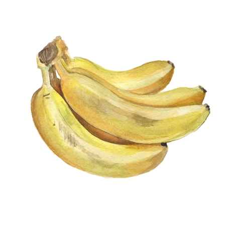 Bunch of bananas. Isolated on white background. Watercolor paintingの写真素材