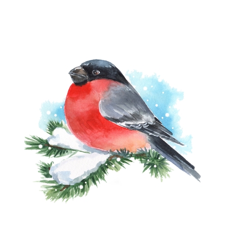 Bullfinch and snow. Bird on branch. Watercolor paintingの写真素材