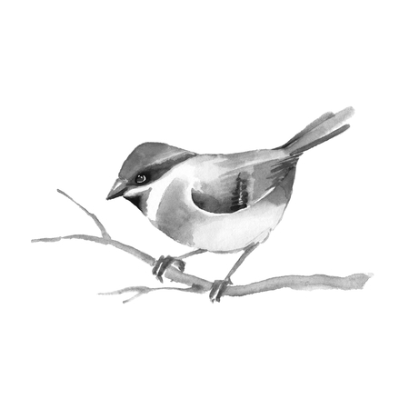 Bird on branch. Watercolor painting. Black and white illustration. Isolatedの写真素材