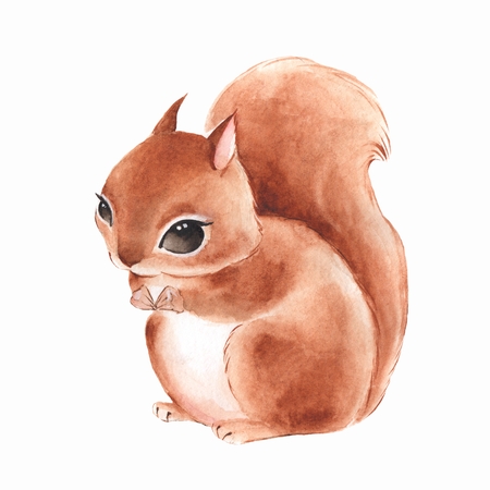 Squirrel, isolated on white background. Cute watercolor illustrationの写真素材