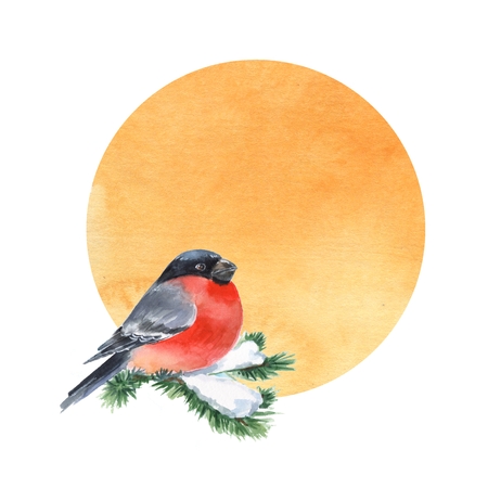 Bullfinch and snow. Bird on branch. Watercolor cardの写真素材