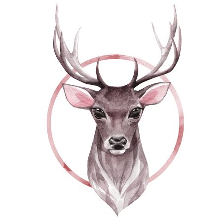Noble deer. Isolated on white. Watercolor illustrationの写真素材