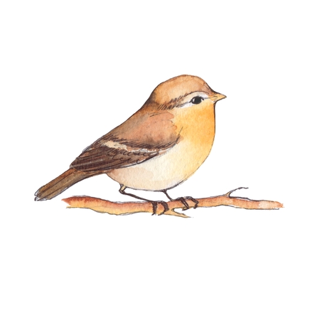 Bird on branch. Watercolor illustration, isolated on white backgoundの写真素材