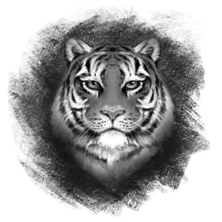 Tiger portrait. Illustration in hand drawn styleの写真素材