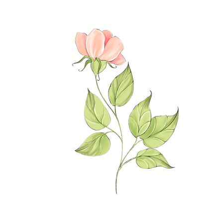 Delicate spring flower isolated on white backgroundの写真素材