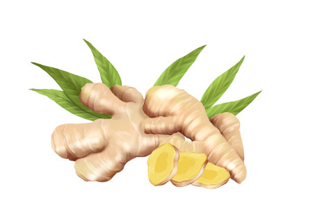 Ginger food illustration on white background