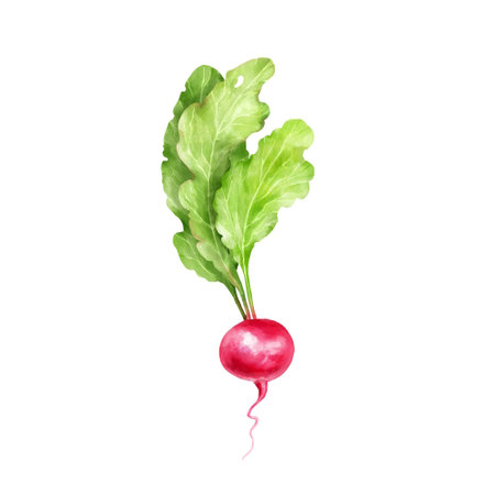 Hand-drawn radish with leaves, vegetable illustration.の写真素材