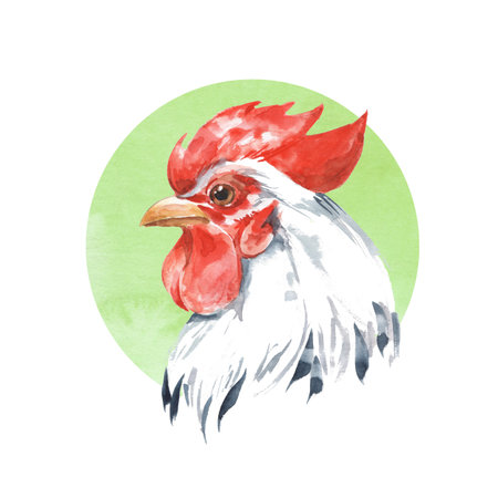 Rooster. Hand drawn watercolor illustration.の写真素材