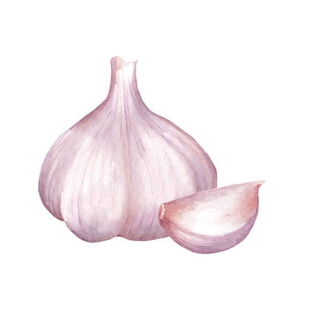 Watercolor illustration of white garlic bulb and single detached clove. Design for cooking blog decor, restaurant menu, recipe card, or healthy food packaging.の写真素材