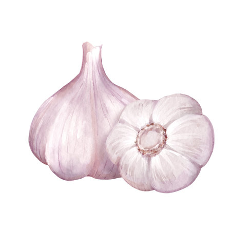 Watercolor illustration of two white garlic bulbs. Design for restaurant menu, recipe card, or healthy food packaging.の写真素材