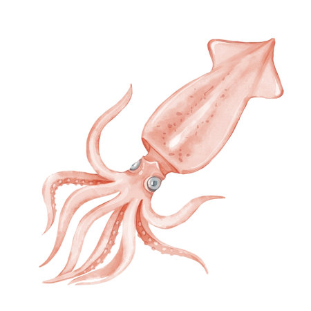 Isolated Hand-drawn Raw Squid Seafood Illustration.