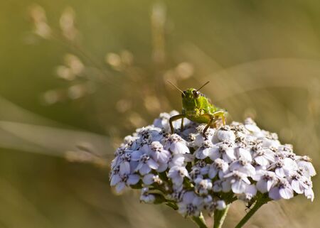 grasshopper