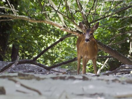 woodsの写真素材