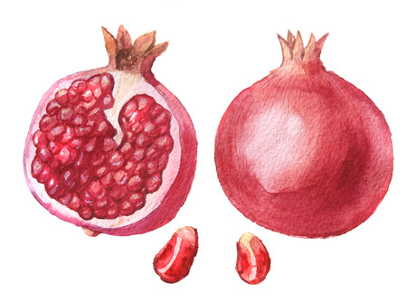 watercolor pomegranate setの写真素材
