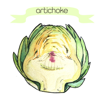 Watercolor hand drawn fresh artichoke. Isolated organic natural eco illustration on white backgroundの写真素材