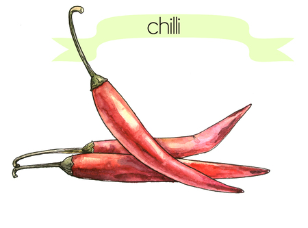 Watercolor hand drawn frash chilli. Isolated organic natural eco illustration on white backgroundの写真素材