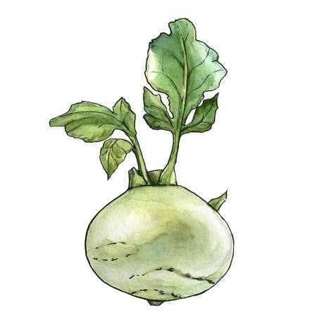 Watercolor hand drawn fresh cabbage kohlrabi. Isolated organic natural eco illustration on white backgroundの写真素材