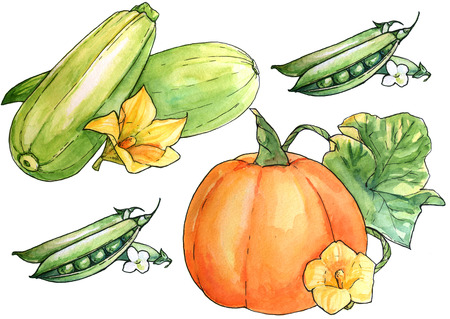 Watercolor hand drawn vegetable set. Isolated organic natural eco illustration on white backgroundの写真素材