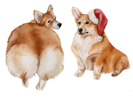 watercolor pretty corgi dog setの写真素材