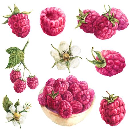 handdrawing watercolor set with jusy raspberryの写真素材