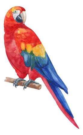 Watercolor hand painted rainbow ara parrot. Red, blue, yellow, green exotic bird on branch. Tropical bird with bright plumage isolated on white for designの写真素材