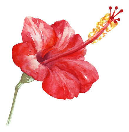 Watercolor hand painted red hibiscus. exotic fragrant flower. Tropical flower isolated on white for trandy designの写真素材