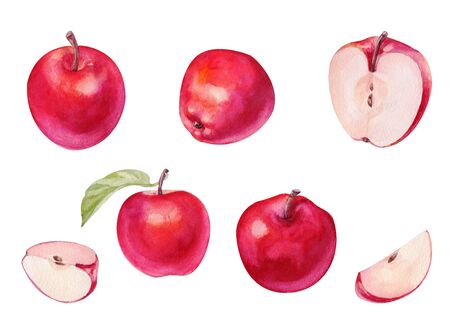 Watercolor set red fresh apple with half and slices on white background. Handrawing illustrationの写真素材