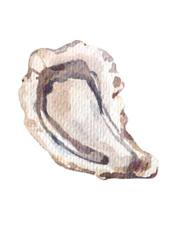 Watercolor illustration oyster isolated on white backgroundの写真素材