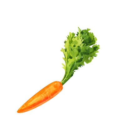 carrot, watercolor painting on white backgroundの写真素材