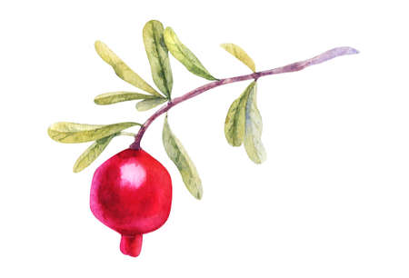 Watercolor Pomegranate fruit, isolated on white background. Hand drawn botanical illustration for Save the Date, Valentines day Cards, Wedding invitation, Covers.の写真素材