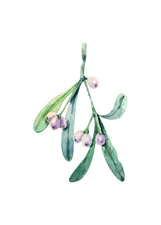 Watercolor illustration with Mistletoe Christmas on white backgroundの写真素材