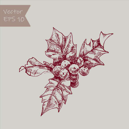 Beautiful vector hand drawn christmas Illustration. Holly berries. Detailed retro style images. Vintage sketch Element for labels design.のイラスト素材