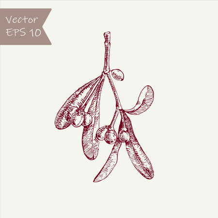Branch mistletoe hand drawn. Sketch element for your design. Doodle vector illustration.のイラスト素材