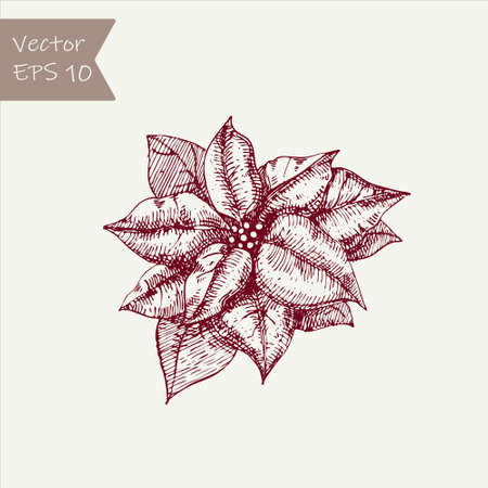 New Year and Christmas hand drawn plant, poinsettia flower. Vector Illustration holiday decorations in doodle style. Single hand drawn element of New Year and Xmas.のイラスト素材
