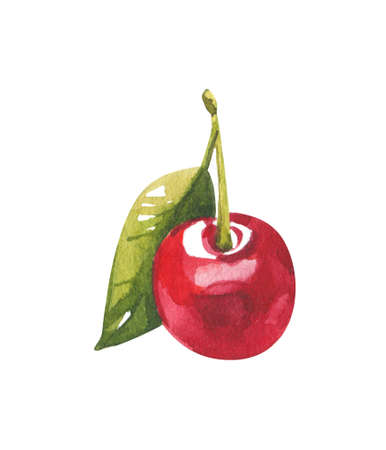 Hand drawn watercolor painting cherry on white background.