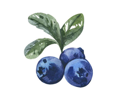 Hand drawn watercolor painting blueberry on white background. Botany illustration of berriesの写真素材