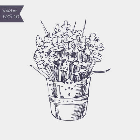 Lavender in pot hand drawn illustration. Retro style ink engravingのイラスト素材