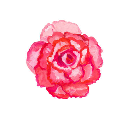 Red begonia. Hand drawn acrylic or gouache illustration on white backgroundの写真素材