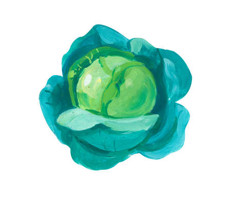 Green Cabbage. Hand drawn acrylic or gouache illustration on white background