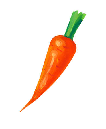 Carrots. Hand drawn acrylic or gouache illustration on white backgroundの写真素材