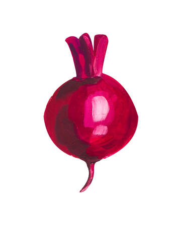 Beet. Hand drawn acrylic or gouache illustration on white background
