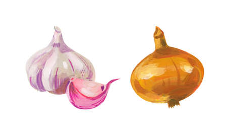 Onion and garlic. Hand drawn acrylic or gouache illustration on white backgroundの写真素材