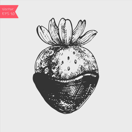 Hand drawn sketch chocolate strawberries dessert bar. Vector black and white vintage illustration.のイラスト素材
