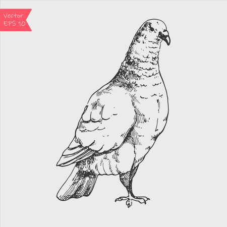 Hand drawn dove isolated on white background. Black and white image. vector sketch.のイラスト素材