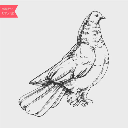 Hand drawn dove isolated on white background. Black and white image. vector sketch.のイラスト素材