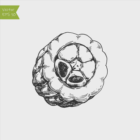 Cocoa beans freehand drawing, chocolate fruit, vector illustration, invigorating ingredient cocoa drink, vintage styleのイラスト素材