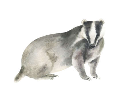 Watercolor badger painting. Hand painted realistic illustration isolated on white backgroundの写真素材