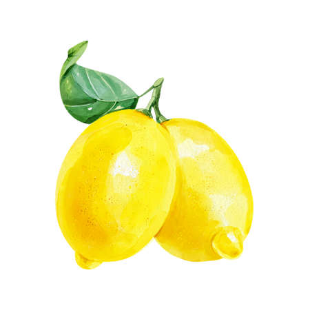 Hand drawn watercolor painting on white background. illustration of fruit lemon with green leafの写真素材