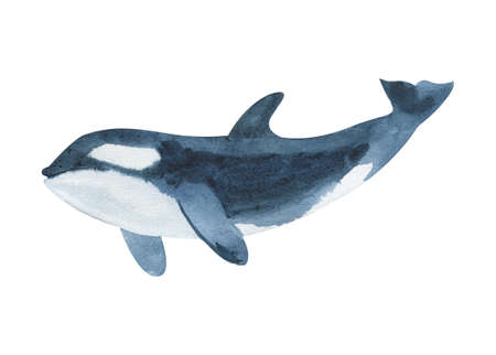 Watercolor killer whale isolated on white. Hand drawn realistic illustration