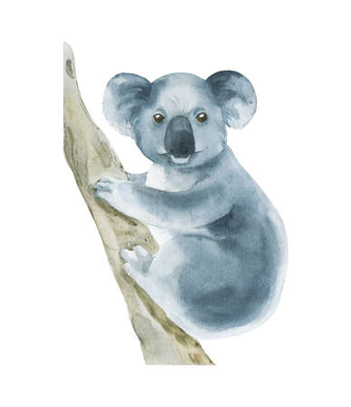 Watercolor koala on branch isolated on white. Hand drawn realistic illustrationの写真素材